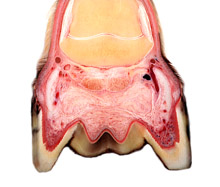 Horse hoof anatomy specimen